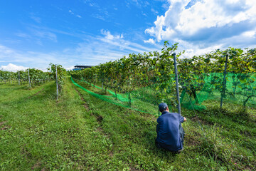 日本のワイナリーブドウ園での坊鳥網設置作業
