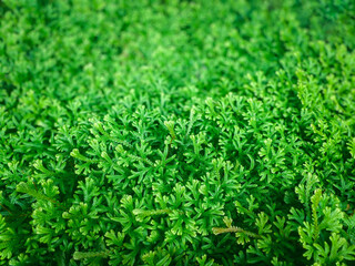 Fototapeta premium Greenery background of nature plant and leaf