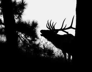 Black and white silhouette of bull Rocky mountain elk (cervus canadensis) bugling in the trees Colorado, USA