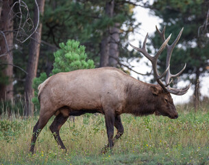 Naklejka na ściany i meble Rocky mountain elk (cervus canadensis) walking in forest during fall elk rut Colorado, USA
