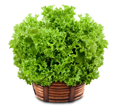 Alface crespa em cesta de vime no fundo branco para recorte.