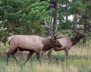 Rocky mountain elk (cervus canadensis) with cow in forest during fall elk rut Colorado, USA