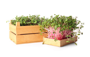 Wooden boxes with fresh micro green on white background