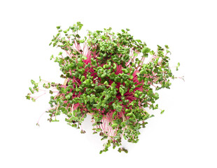 Obraz premium Fresh micro green on white background