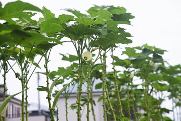 kitchen garden Okra cultivation. Malvaceae okra is a nutritious tropical edible fruit that blooms pale yellow. 
