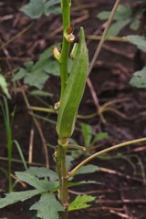 kitchen garden Okra cultivation. Malvaceae okra is a nutritious tropical edible fruit that blooms pale yellow. 
