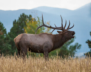 Naklejka na ściany i meble Rocky mountain elk (cervus canadensis) bugling with rocky mountains in background during fall rut Colorado, USA