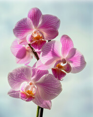 Fototapeta na wymiar Phalenopsis Orchid flower