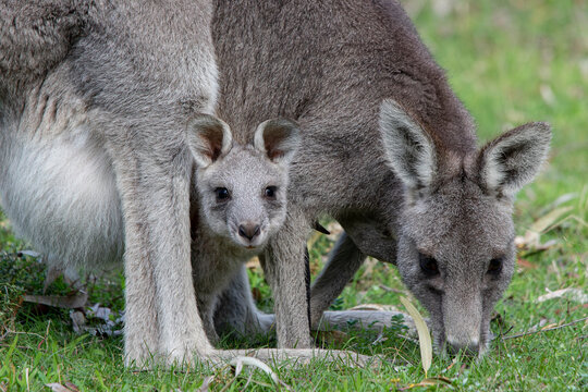 Eastern Grey Kangaroo with Joey