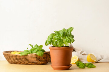 Fresh basil in pot on table