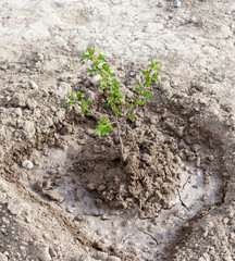 planted fruit seedlings on the ground landscaping concept