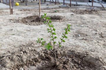 planted fruit seedlings on the ground landscaping concept