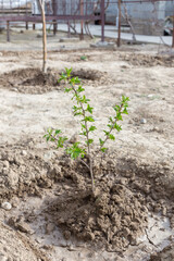 planted fruit seedlings on the ground landscaping concept