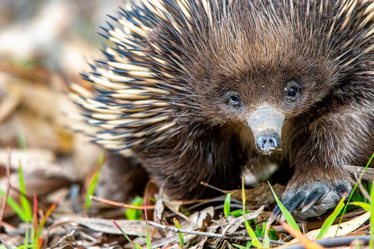 Short-beaked Echidna