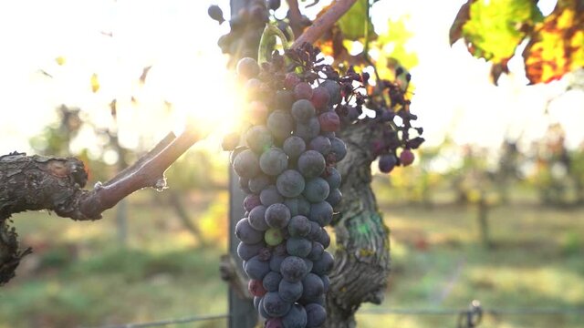 Red Bunch of Healthy grape ready to be Harvested, Sunrise sun rays shining through
