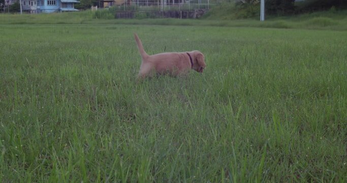 A labador retriever puppy running and playing at a tropical park