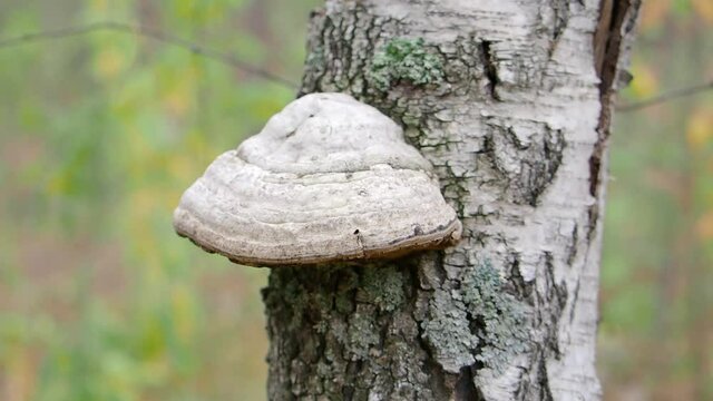 Medicinal chaga mushroom grows on the bark of a tree. Tree mushroom on the tree. Close-up.