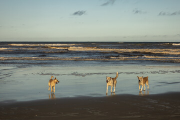 cachorro na praia