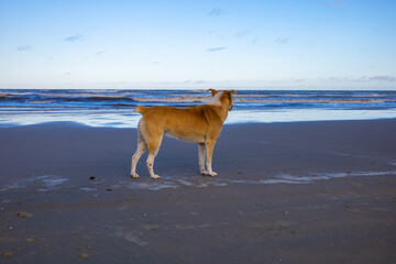 Fototapeta na wymiar cachorro na praia