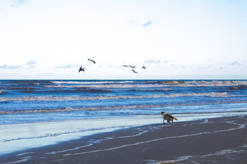 p&aacute;ssaros  e c&atilde;o