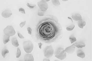 monochrome photo of  rose petals  on white background.