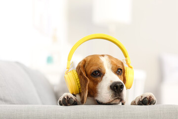 Cute Beagle dog listening to music at home
