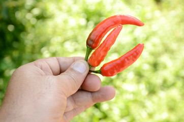 closeup the bunch red ripe chilly hold hand over out of focus green brown background.