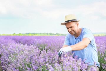 Naklejka na ściany i meble Farmer taking care of beautiful lavender field