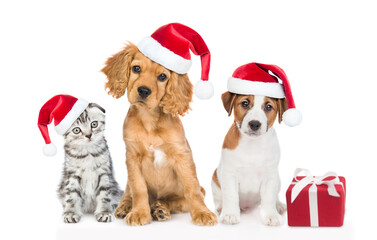 Group of pets wearing red christmas hats sit with gift box and look at camera. isolated on white background