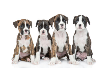 Group of german boxers puppies sit together in front view. Isolated on white background