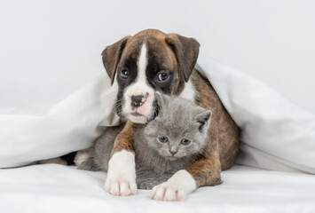 German boxer puppy hugs sleepy tiny kitten under warm white blanket on a bed at home. Pets sleep together