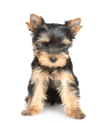 Portrait of a tiny Yorkshire Terrier puppy sits and looks at camera. Isolated on white background