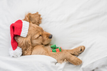 Cute English Cocker spaniel puppy wearing red santa hat sleeps with gift box under white blanket at...