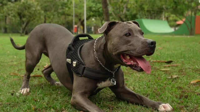 Pit bull dog playing in park with young girl. Running to catch the ball. Open countryside with a lot of nature.