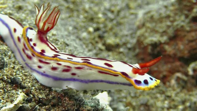 Nudibranch hypselodoris kaname left to right over sandy bottom. yellow rim of mantle and puple dots, gills and horns