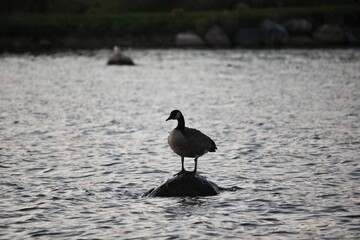 black headed goose