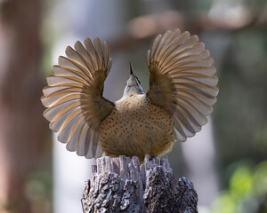 Juvenile or immature Victoria's Riflebird perched on a display stump practising the courtship dance with wings up[