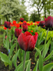 A red tulip with dark streaks on the outer side of the petal on a bed of green leaves. The festival of tulips on Elagin Island in St. Petersburg.