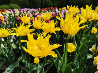 Obraz premium Yellow needle-shaped multi-petalled tulips. The festival of tulips on Elagin Island in St. Petersburg.