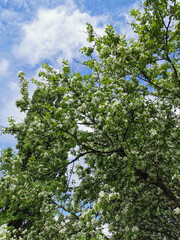 Apple tree branches with white flowers on a background of green and blue sky.