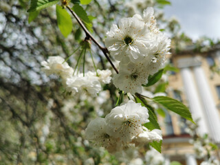 A branch of double cherry (lat. Cerasus vulgaris Mill. f. plena (L.) Sok) with white flowers on a background of green and blue sky. - obrazy, fototapety, plakaty
