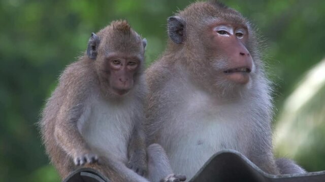macaque monkeys realaxing on roof awith jungle background, male monkey yawns and sgows teeth