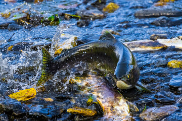 wild pink salmon out of water as it quickly migrates to its spawning grounds through a shallow part...