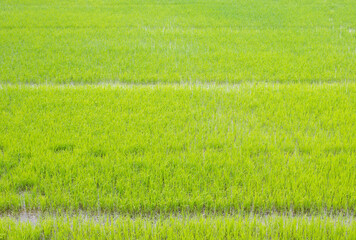 Obraz na płótnie Canvas The image of the field of agricultural crop in agriculture is densely pack with green plant.