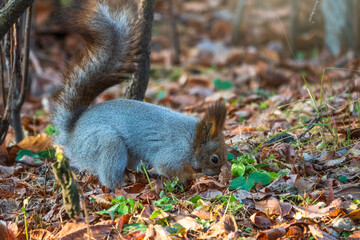 Squirrel in autumn hides nuts on the green grass with fallen yellow leaves