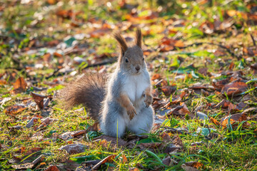 Autumn Squirrel standing on its hind legs on on green grass with fallen yellow leaves