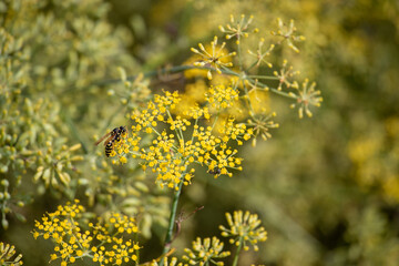 Wasp standing on yellow plant