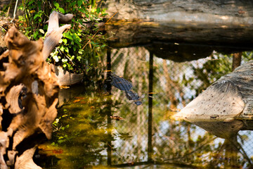 A crocodile is floating in a simulated pond inside a cage.