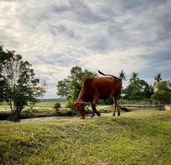 a cow in the field