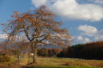 A large persimmon tree left behind in late autumn